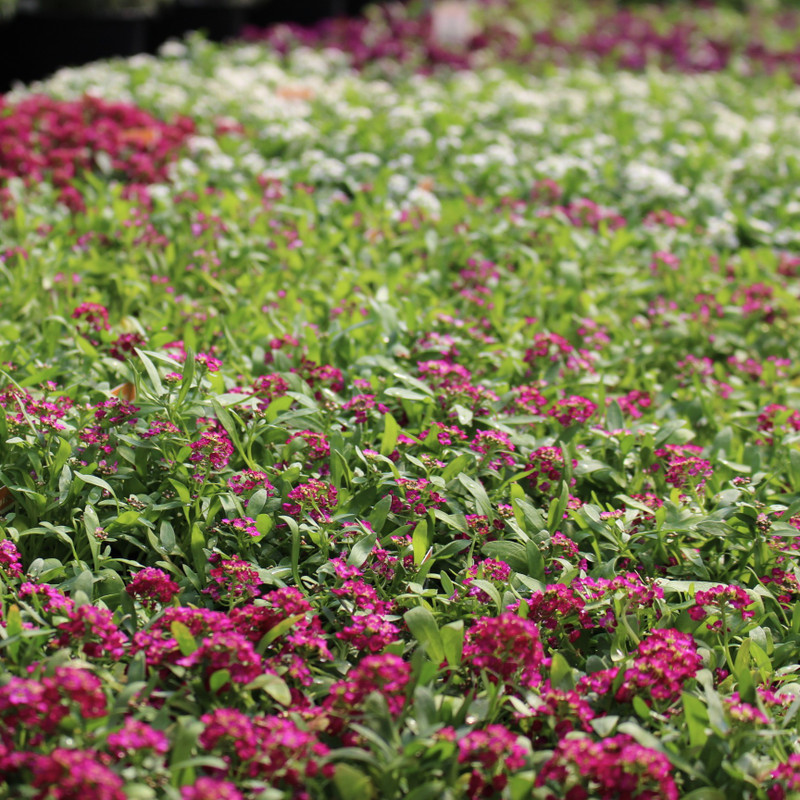 Alyssum | 6 pack