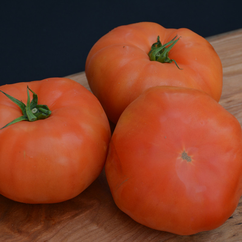 photo courtesy of NetPS Plant Finder