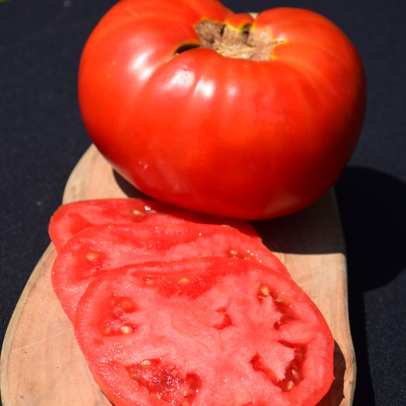 photo courtesy of NetPS Plant Finder