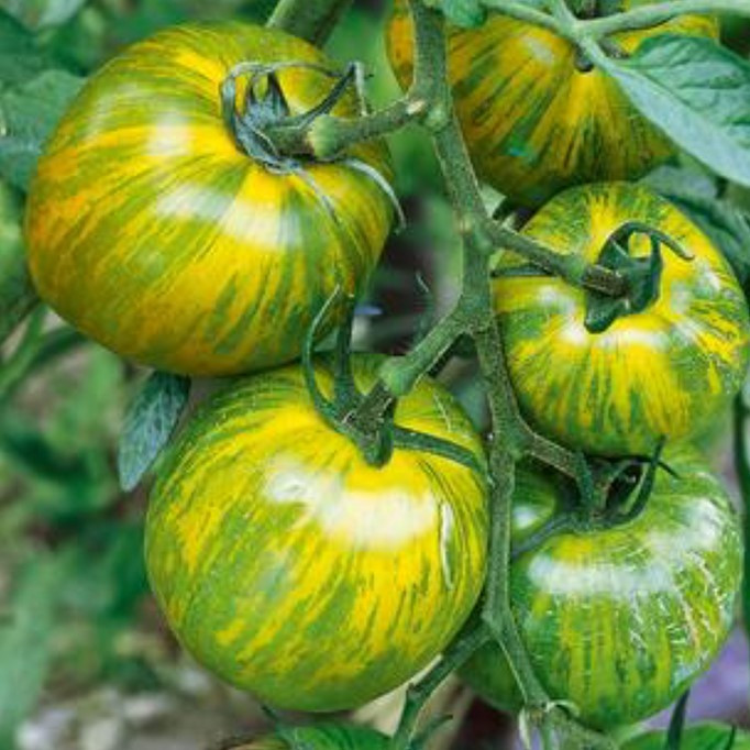 Tomato | 'Green Zebra'