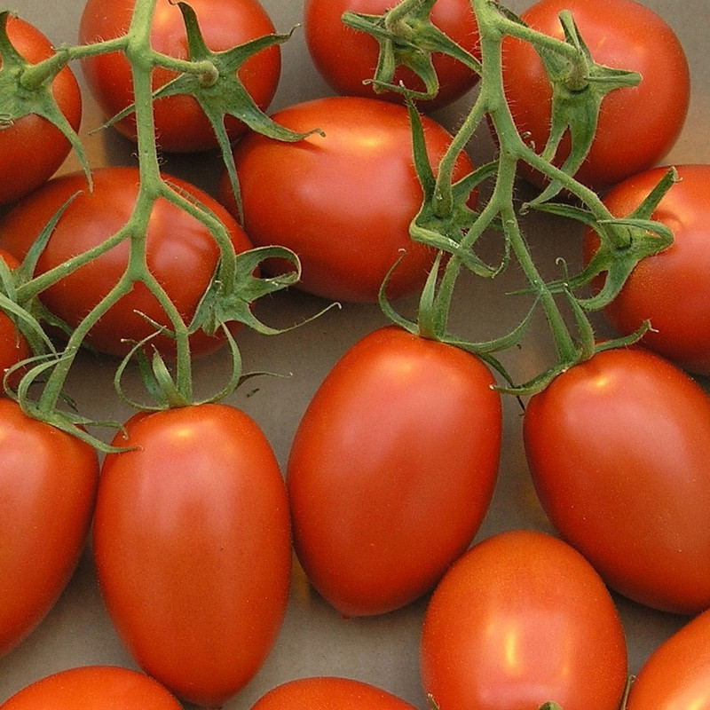 Tomato |  'Roma'