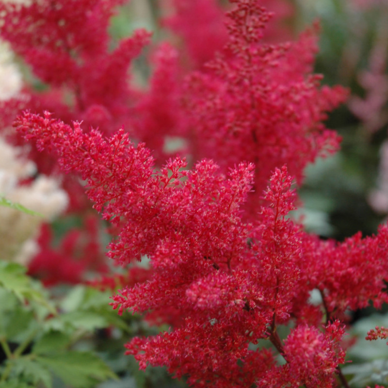 Montgomery Astilbe flower plume. images courtesy of NetPS Plant Finder
