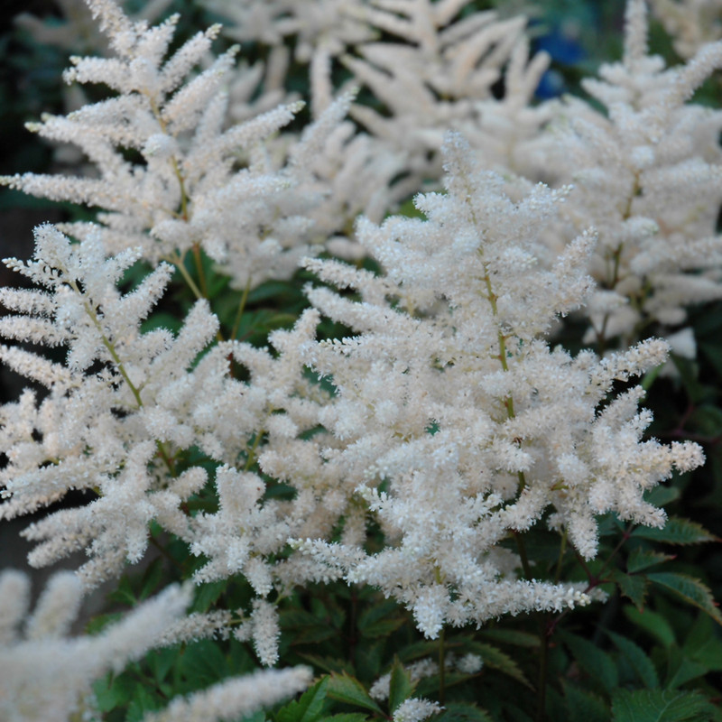 Deutschland Astilbe in bloom. Images courtesy of NetPS Plant Finder