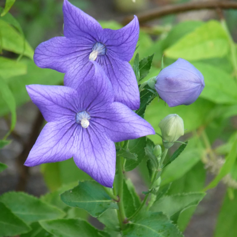 Balloon Flowers in bloom. Images courtesy of NetPS Plant Finder