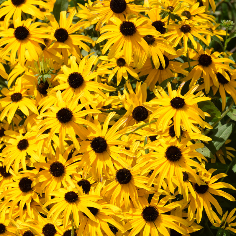 Glitters Like Gold Black-eyed Susan flowers. Images courtesy of NetPS Plant Finder