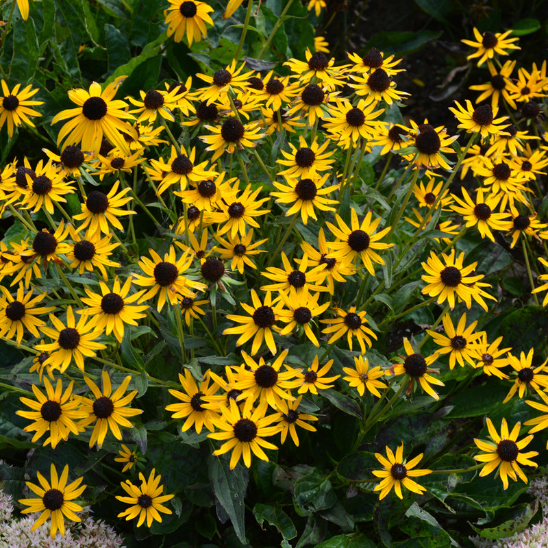 Little Goldstar Black-eyed Susan in bloom. Images courtesy of NetPS Plant Finder