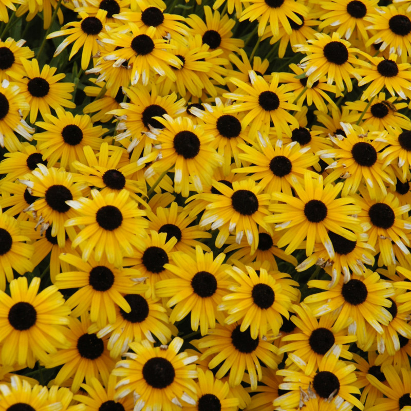Viette's Little Suzy Black-eyed Susan flowers. Images courtesy of NetPS Plant Finder