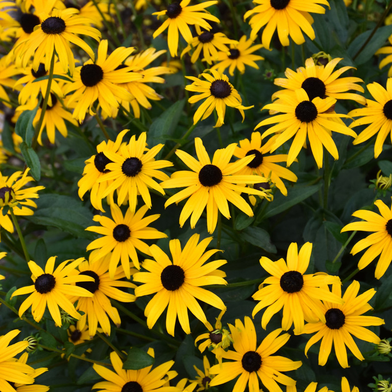 American Gold Rush Black-eyed Susan flowers. Images courtesy of NetPS Plant Finder