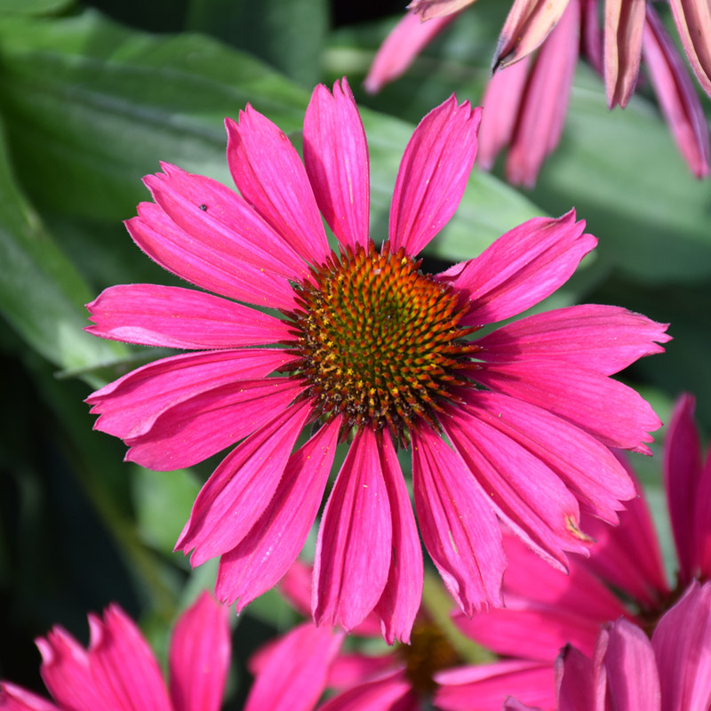 Kismet Raspberry Coneflower. Images courtesy of NetPS Plant Finder