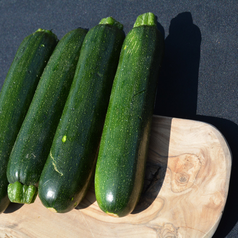 photo courtesy of NetPS Plant Finder