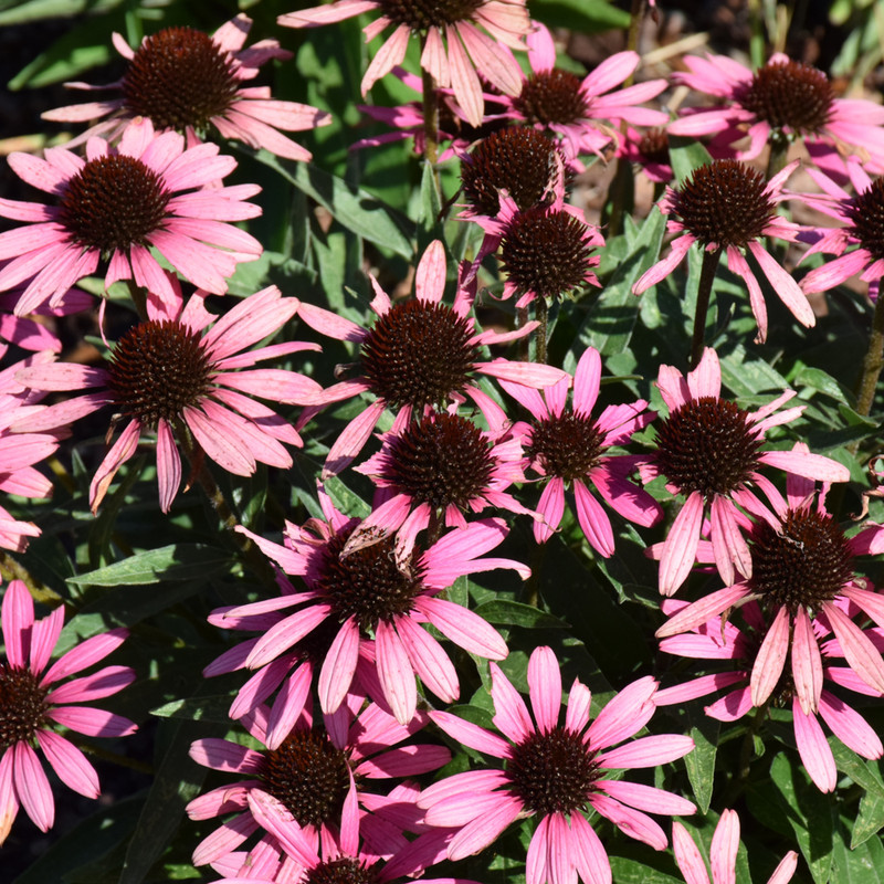 Dark Shadows™ Wicked Coneflower. Images courtesy of NetPS Plant Finder