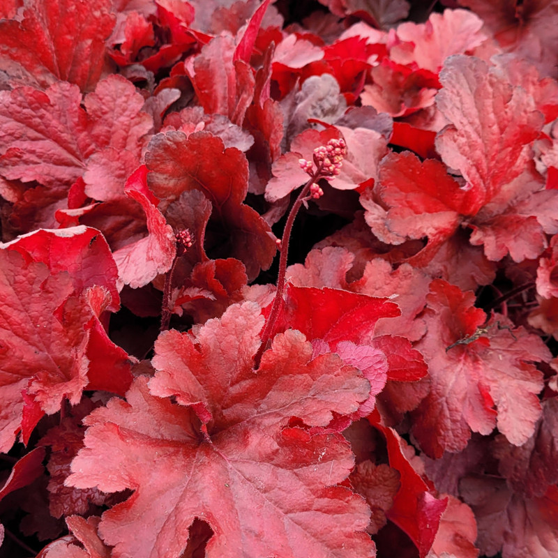 Forever Red Coral Bells. Images courtesy of NetPS Plant Finder