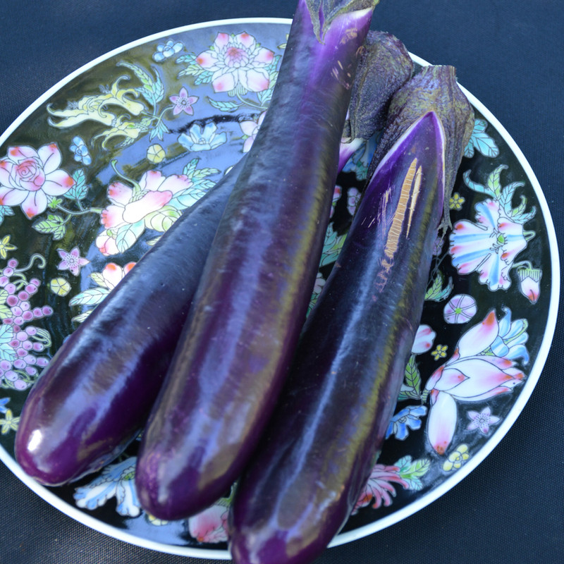 image courtesy of NetPS Plantfinder