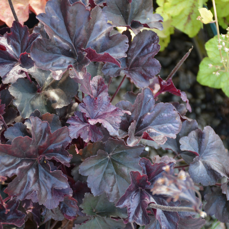 Obsidian Coral Bells. Images courtesy of NetPS Plant Finder