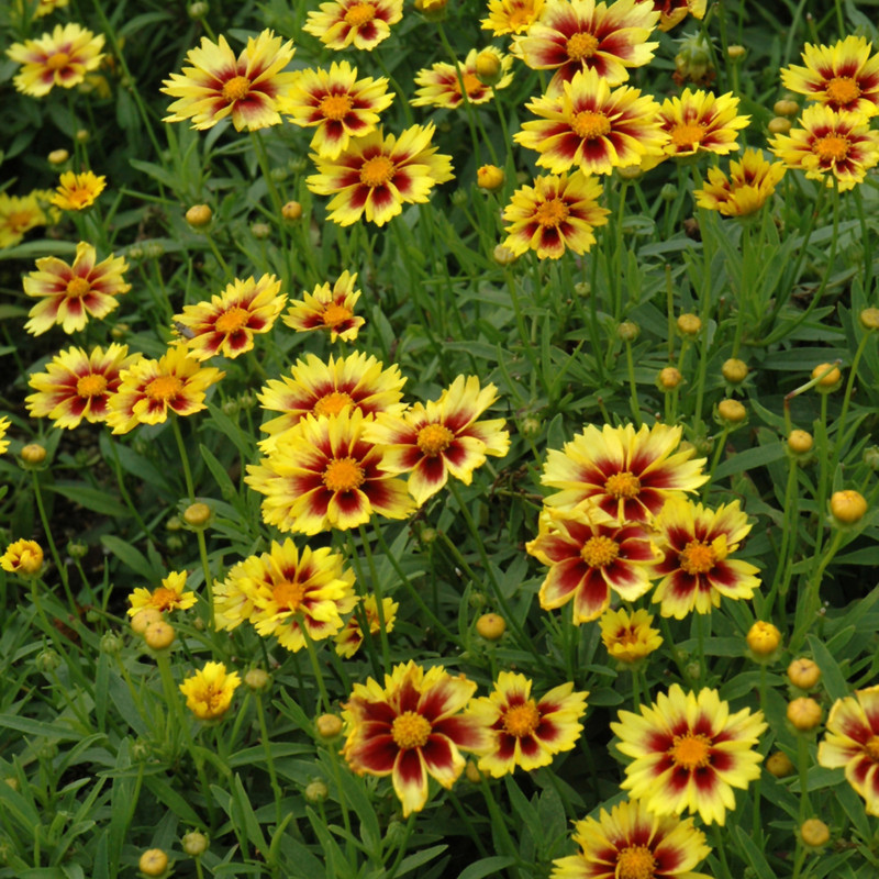Enchanted Eve Coreopsis in bloom. Images courtesy of NetPS Plant Finder