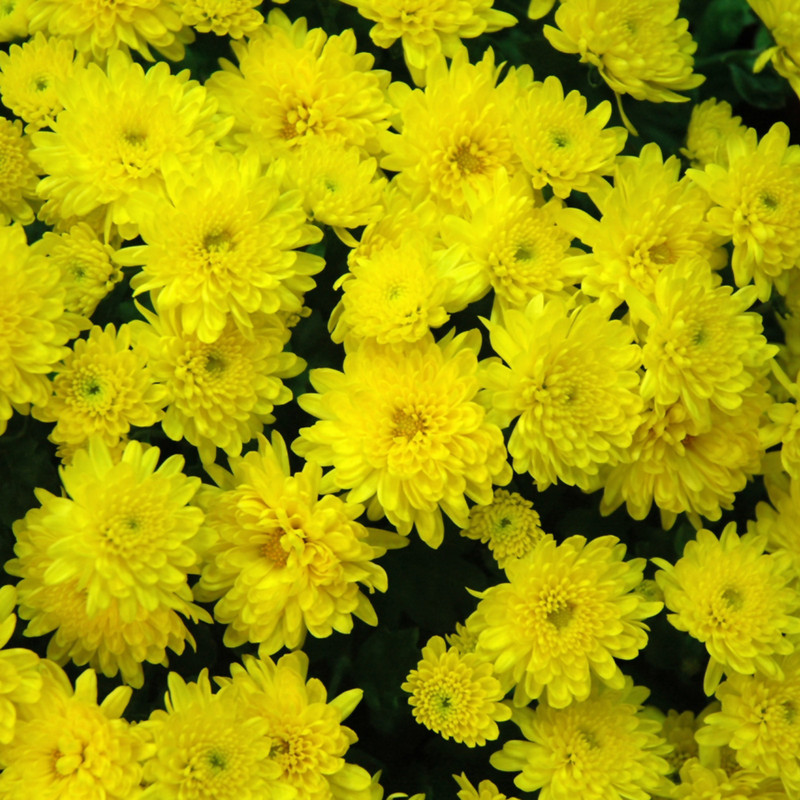 Yellow garden mum flowers. Colors are approximate. Images courtesy of NetPS Plant Finder