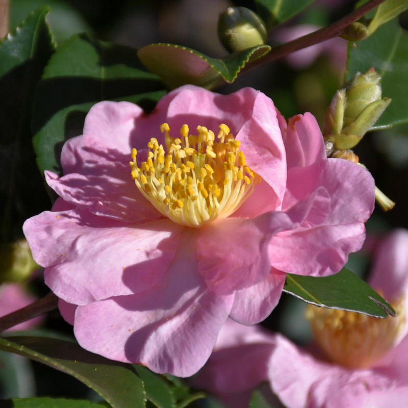 Londontowne Blush Camellia in bloom. Images courtesy of NetPS Plant Finder Londontowne Blush Camellia in bloom. Images courtesy of NetPS Plant Finder