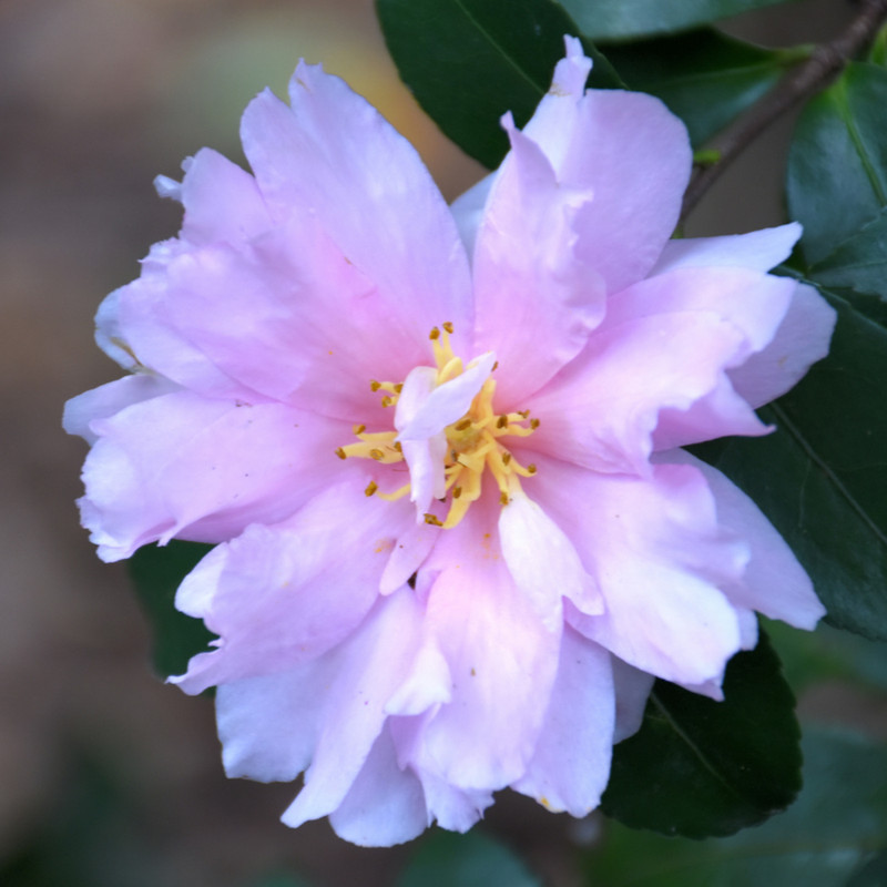 Jean May Camellia flower. Image courtesy of NetPS Plant Finder Jean May Camellia flower. Image courtesy of NetPS Plant Finder