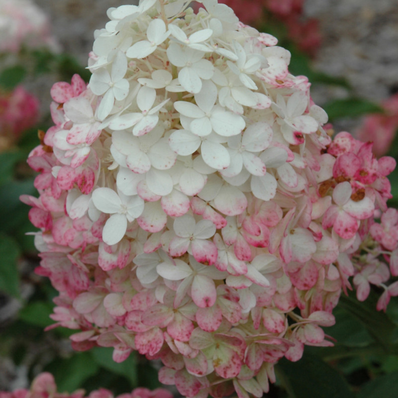 Vanilla Strawberry Hydrangea flower. Images courtesy of NetPS Plant Finder