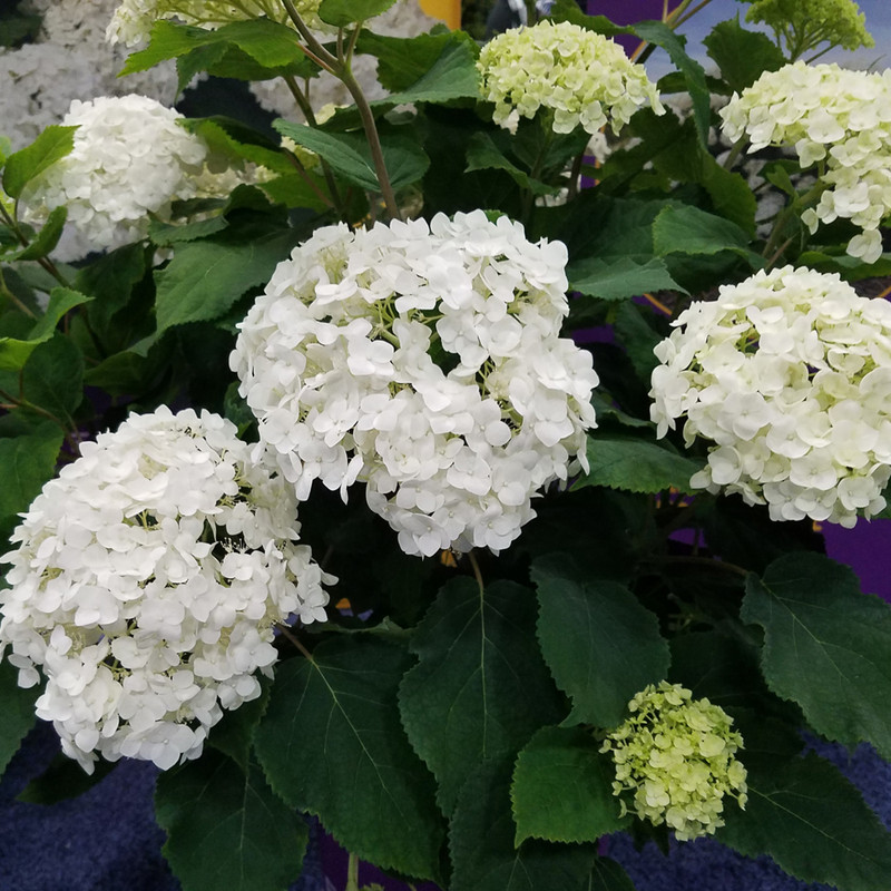 FlowerFull® Hydrangea in bloom. Images courtesy of NetPS Plant Finder