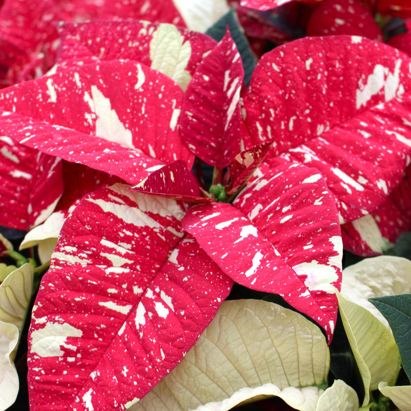 Glitter Poinsettia | Double