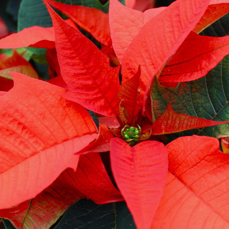 Orange Poinsettia | Single