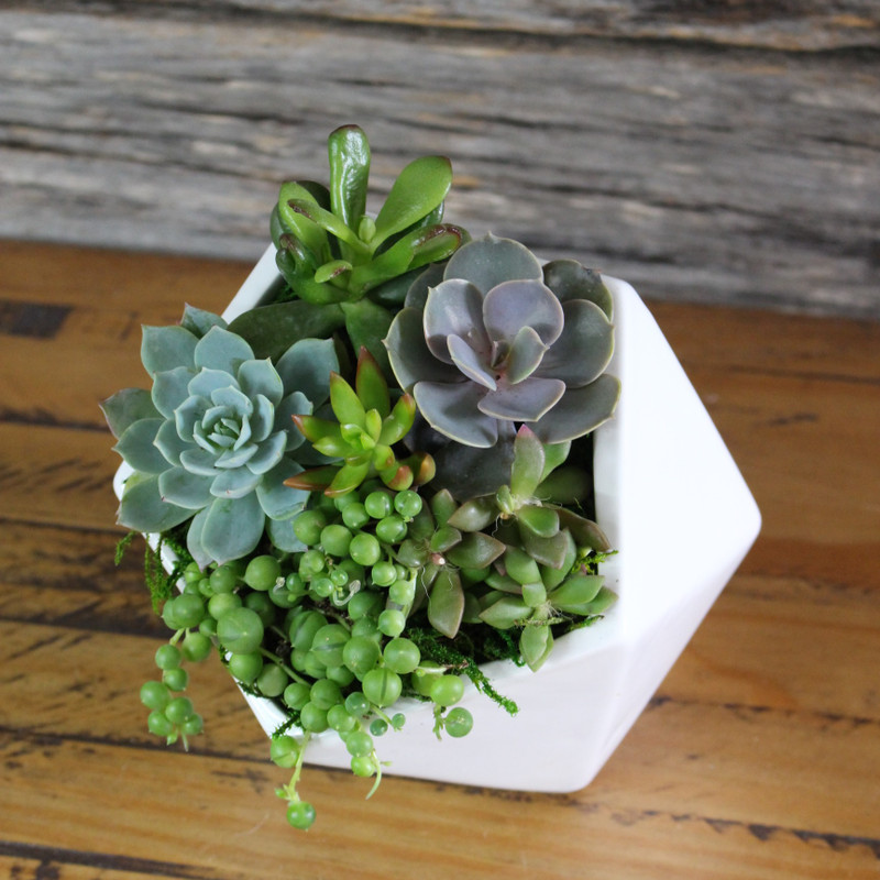Potted Succulents | Cascade Polygon
