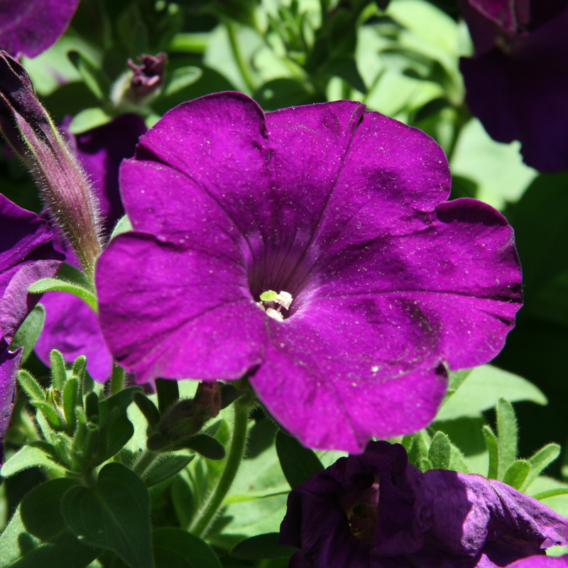 Petunia | 6 Pack