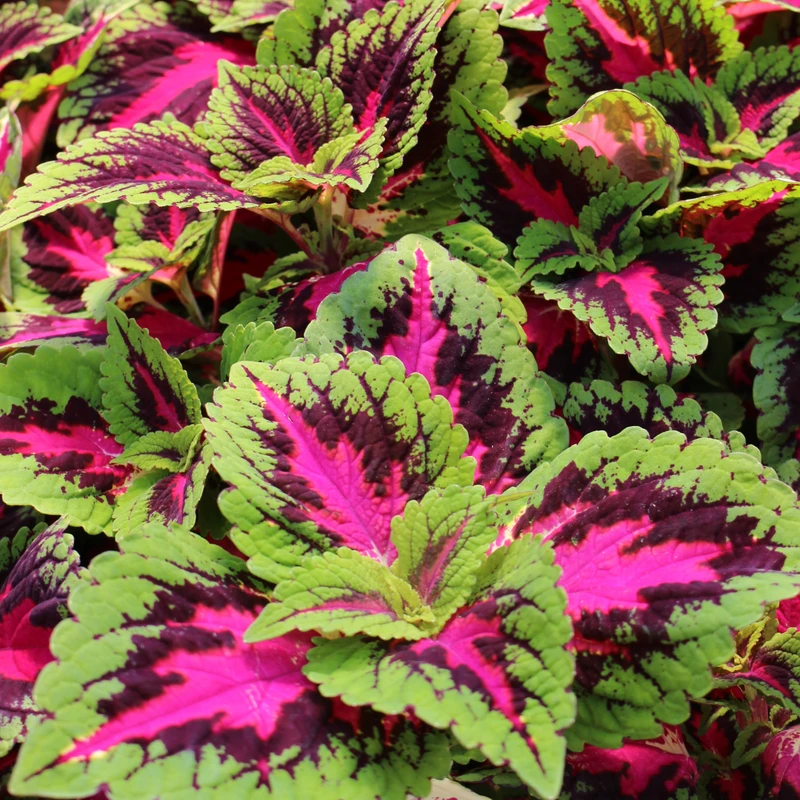 Coleus 4.5" | French Quarter