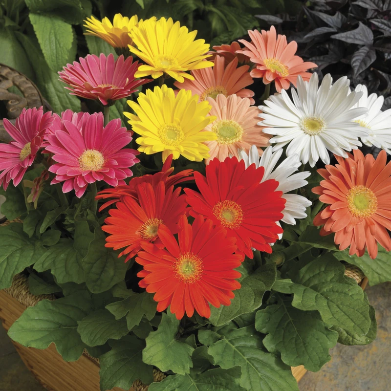 Gerbera Daisy 4.5"