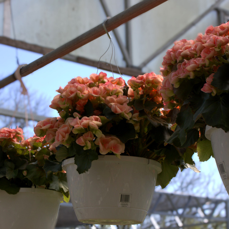 Rieger Begonia | 10" Hanging Basket