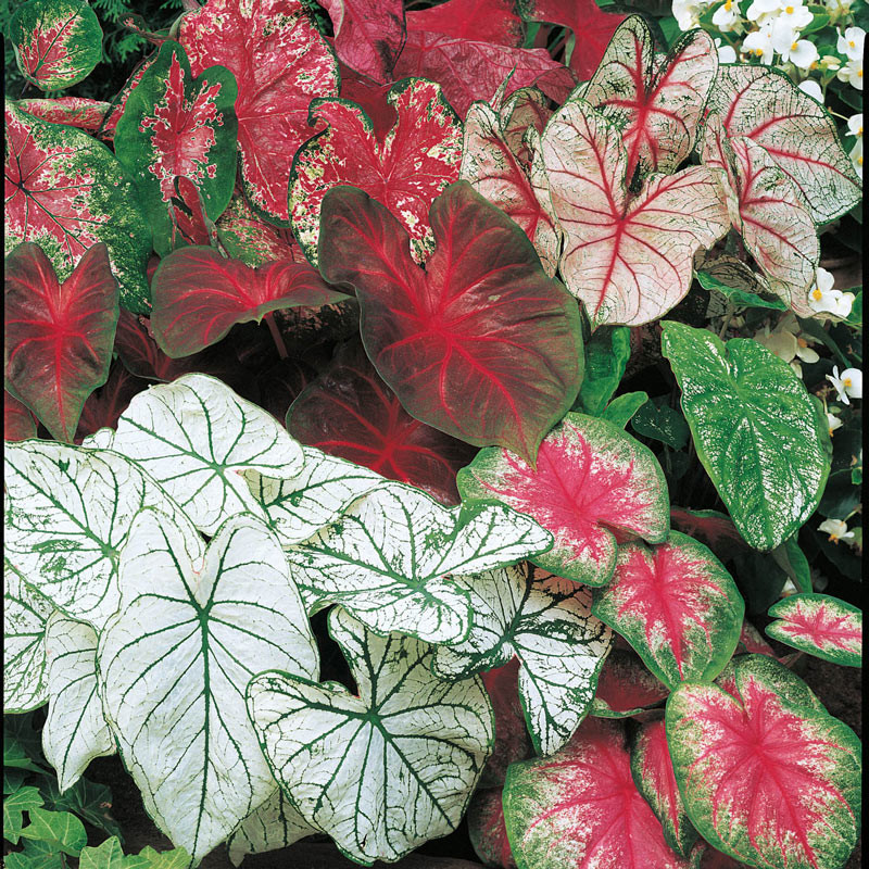 Caladium 4.5"