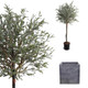 Outdoor artificial olive tree with UV protection