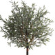 foliage detail olive