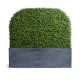 arc boxwood hedge in planter