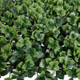foliage detail