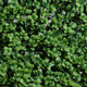 foliage details