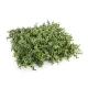 boxwood panel