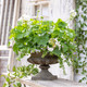 Beautifully planted small urn