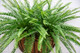 Sword Fern detailing