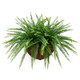 hayrack wall planter with sword ferns