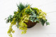 Wall hanging planter with enduraleaf plants