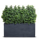 boxwood hedge in low planter box