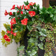 Full foliage and flower bloom