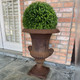 Enduraleaf boxwood in Cast Iron Urn