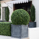 Globe faux boxwood