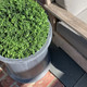 Grosvenor Round Planter with faux boxwood