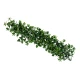 Pachysandra piece