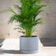 wide granite gray ripple planter with areca palm