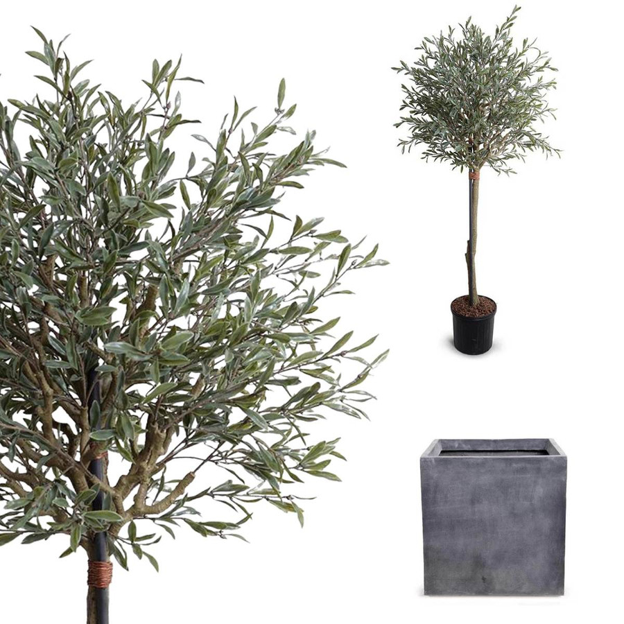 Olive Tree and planter options